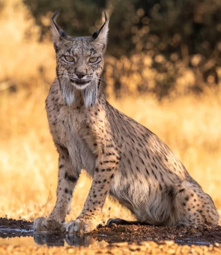 Support This Project