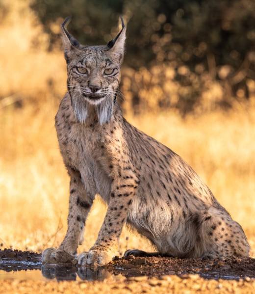 imagen libro derecha (1)